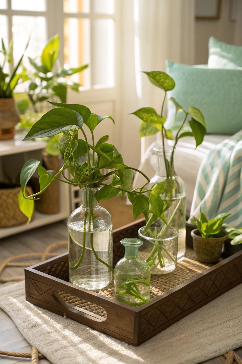 A mix of pothos varieties on a tray creates a diverse and eye-catching centerpiece.
