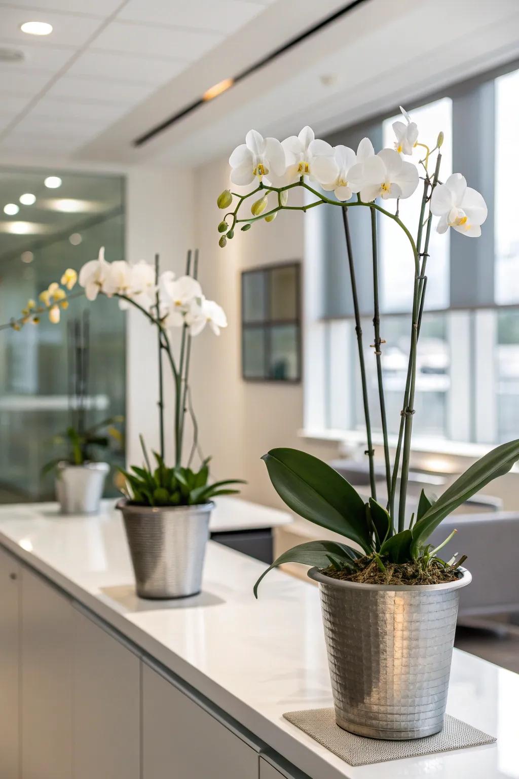 Modern elegance: White orchids in metal pots add a touch of tranquility to any workspace. 🌿 #OfficeDecor #ModernElegance
