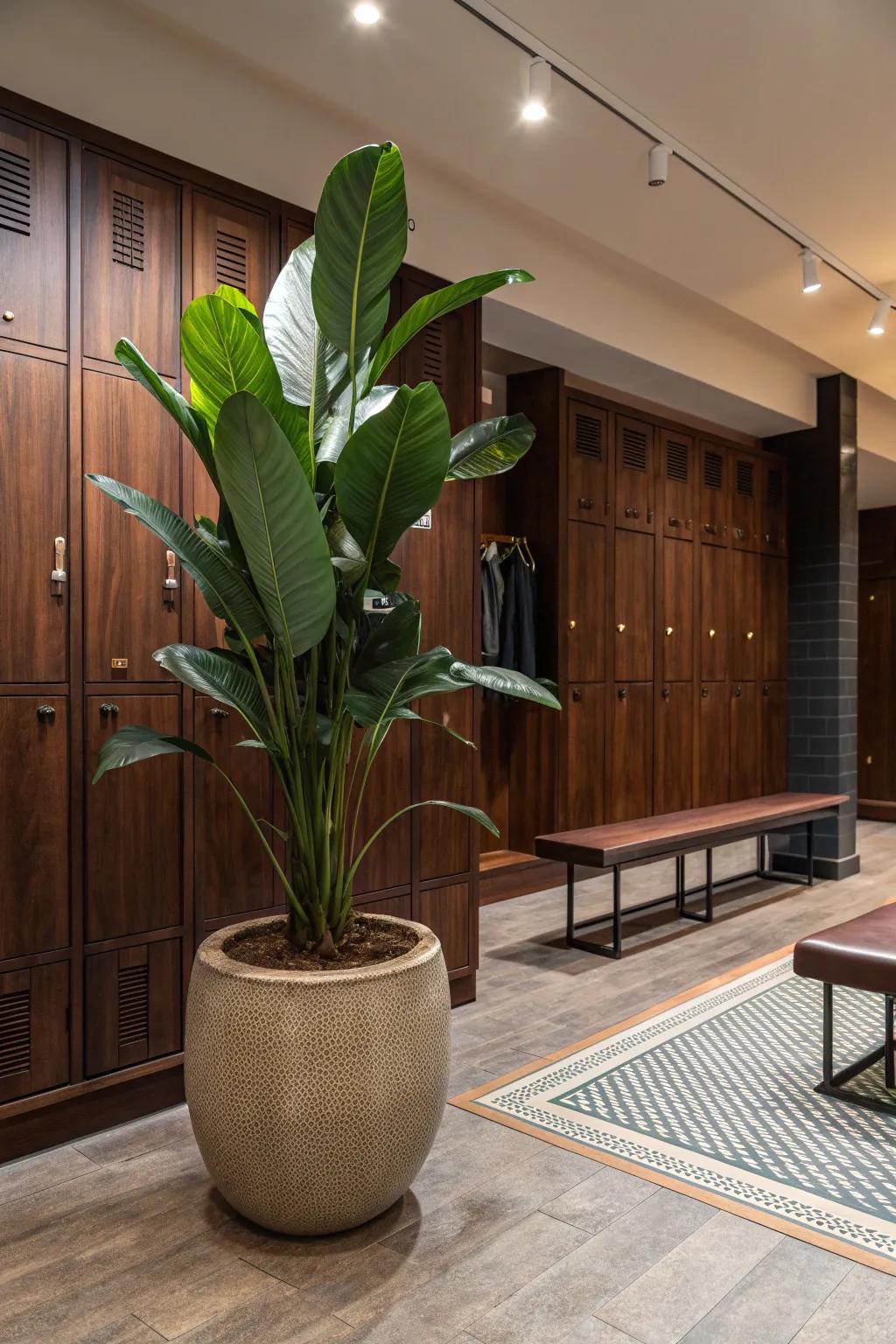 Breathe life into your locker room with vibrant greenery. 🌿
