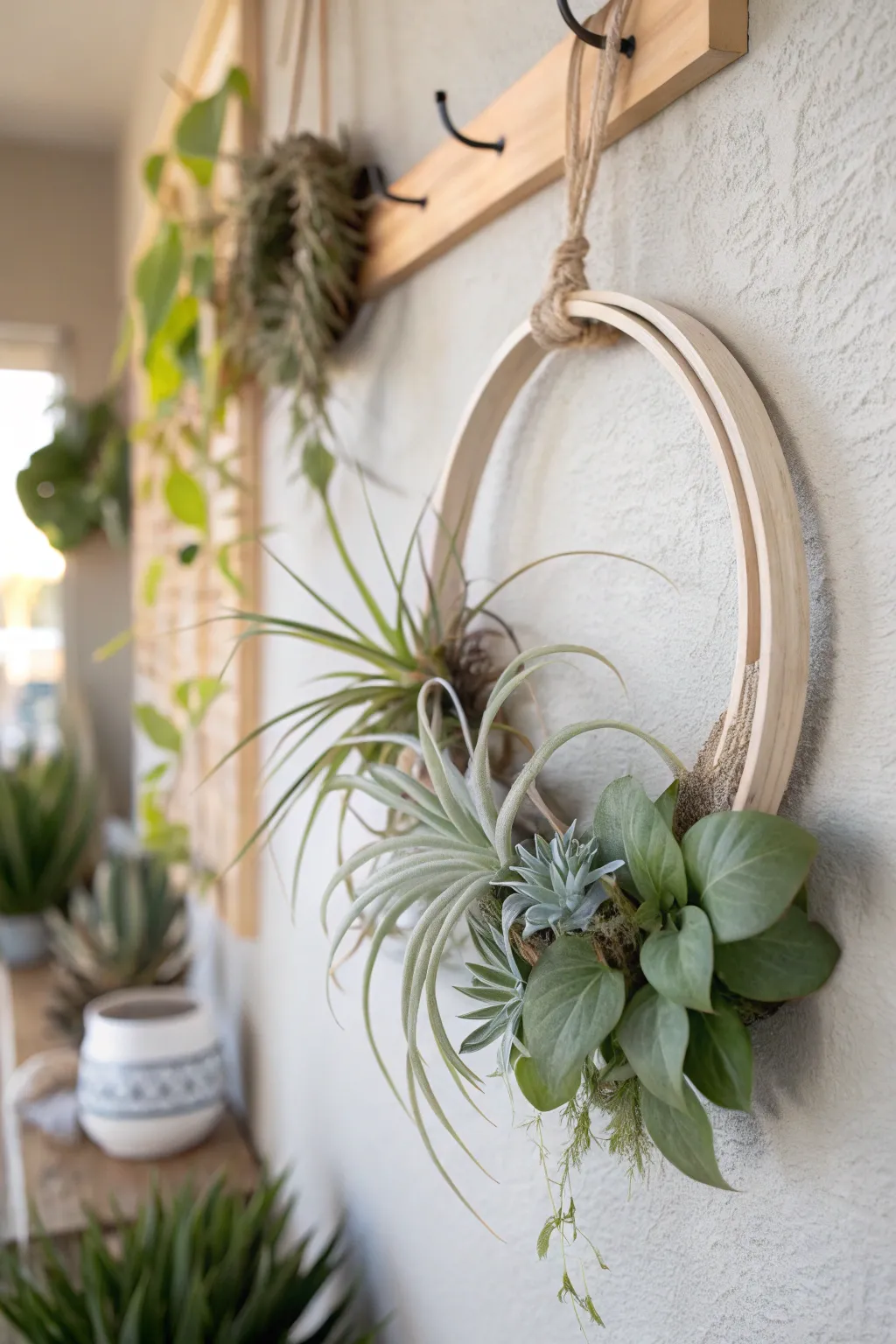 20+ Creative Air Plant Wall Display Ideas